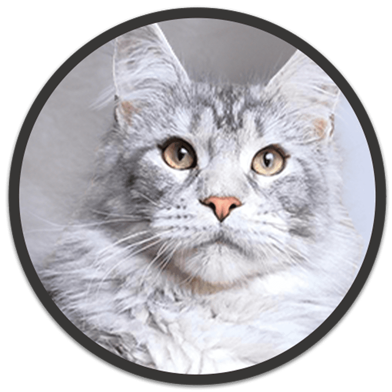 Gray cat with intense stare in circle.