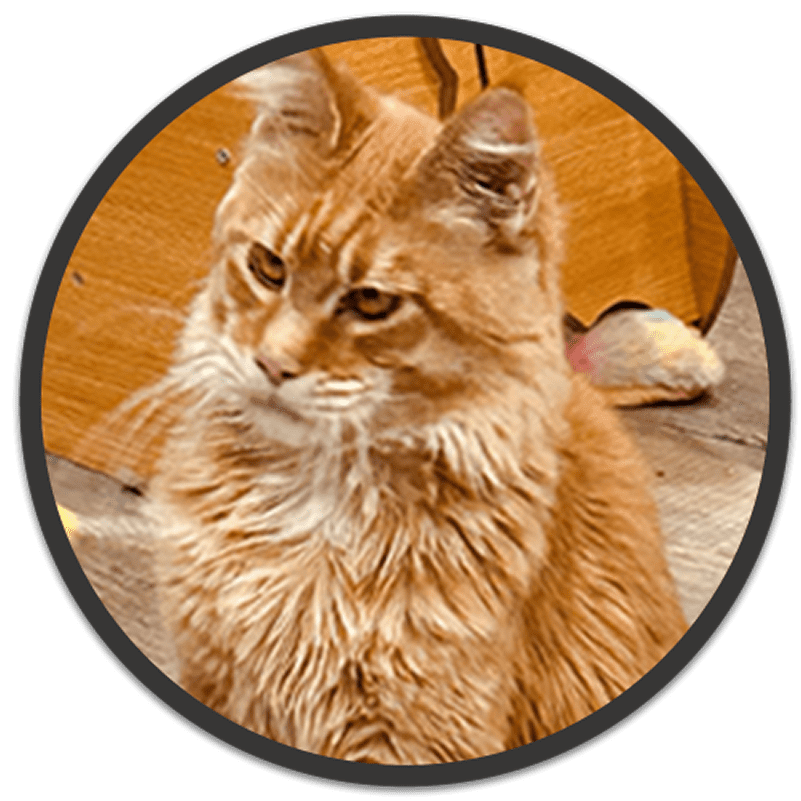 Fluffy orange cat sitting indoors, looking sideways.