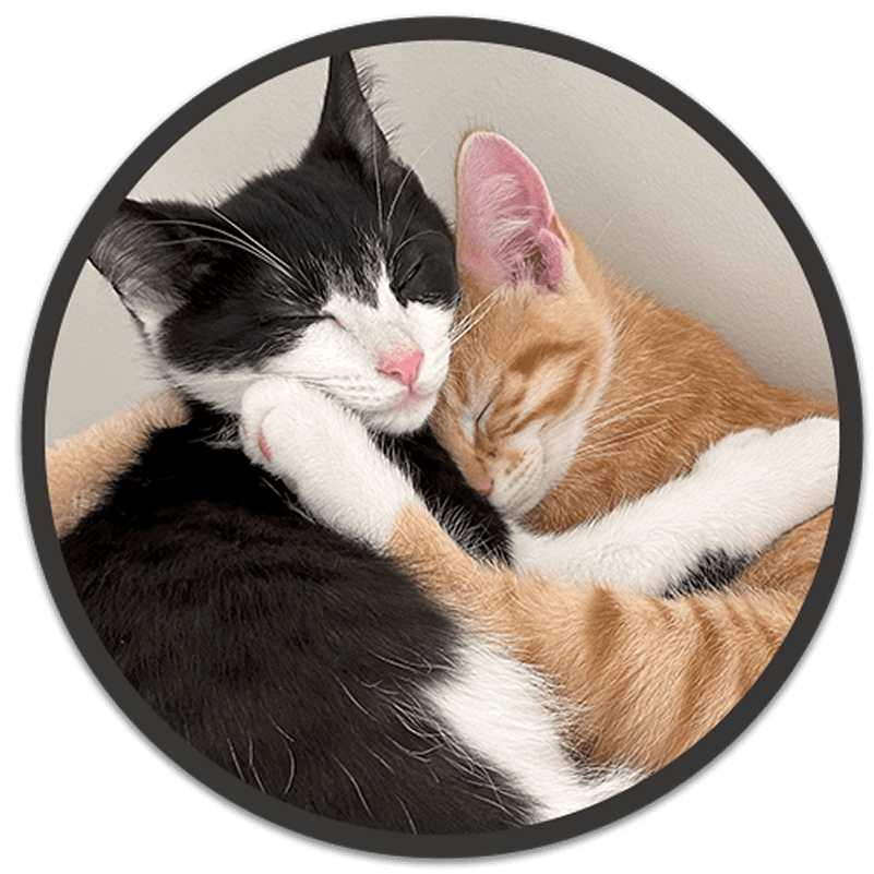 Two cats cuddling together affectionately.