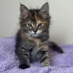 Fluffy kitten sitting on purple blanket.