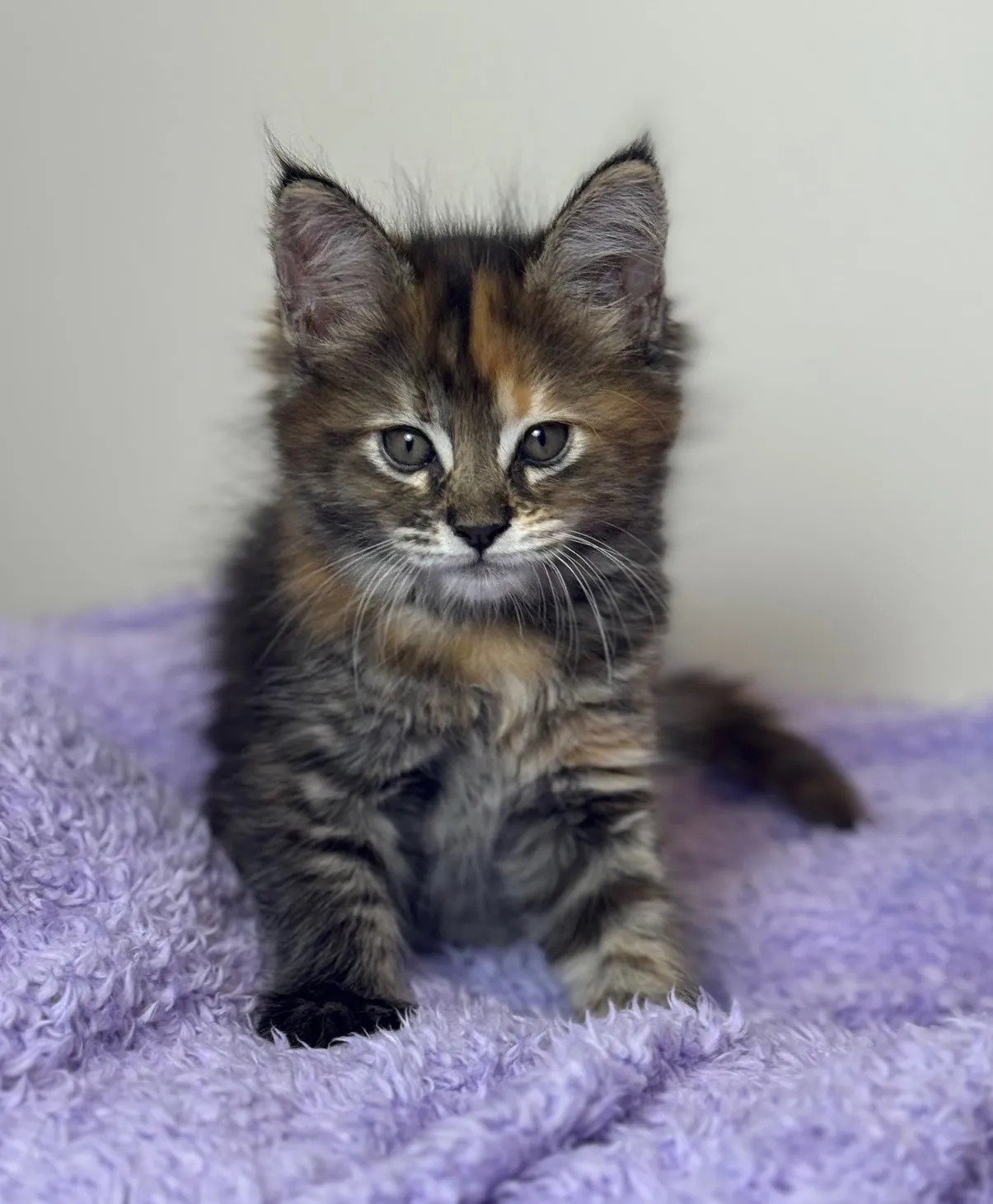 Fluffy kitten sitting on purple blanket.