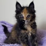 Curious tortoiseshell kitten on soft purple blanket