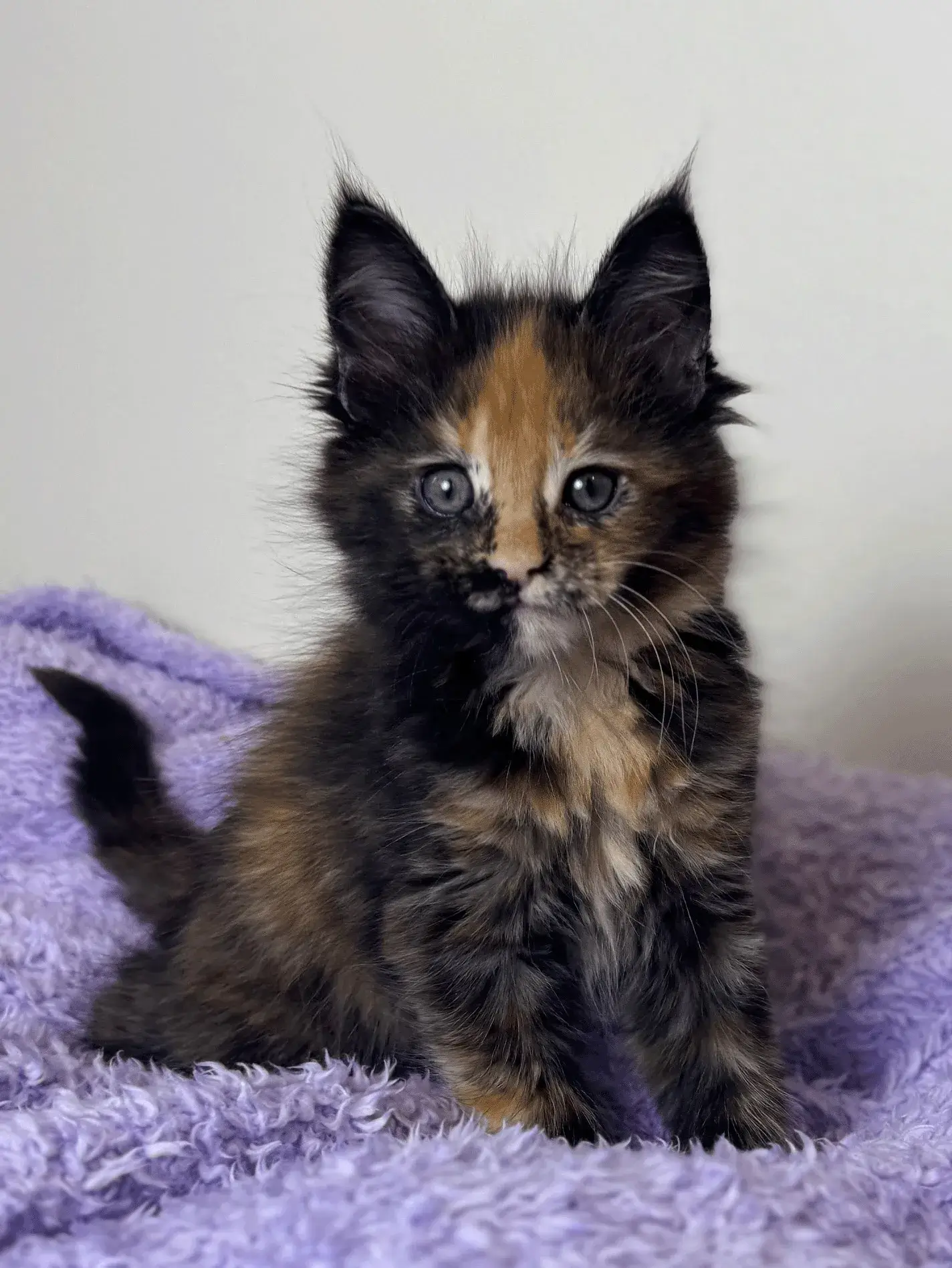 Curious tortoiseshell kitten on soft purple blanket