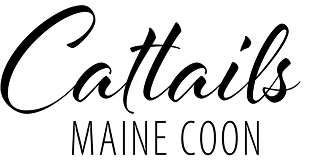 Logo for Pattaya Maine Cook.