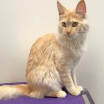 Fluffy cream cat sitting on purple surface.