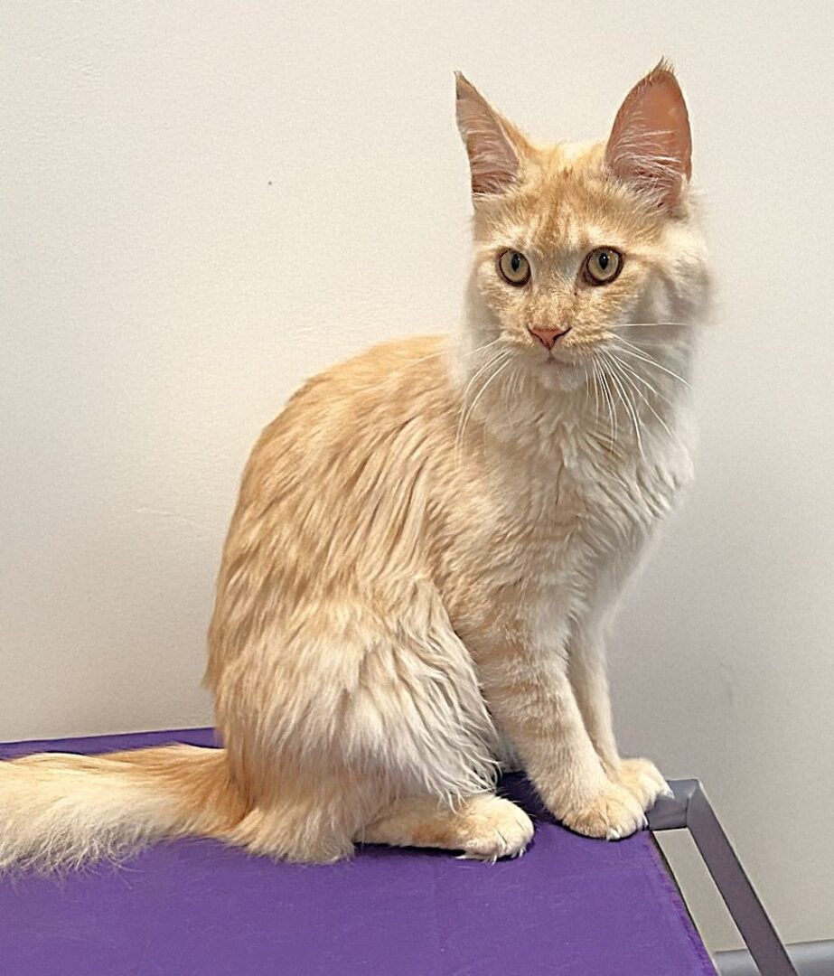Fluffy cream cat sitting on purple surface.