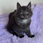 Fluffy black kitten sitting on purple blanket.