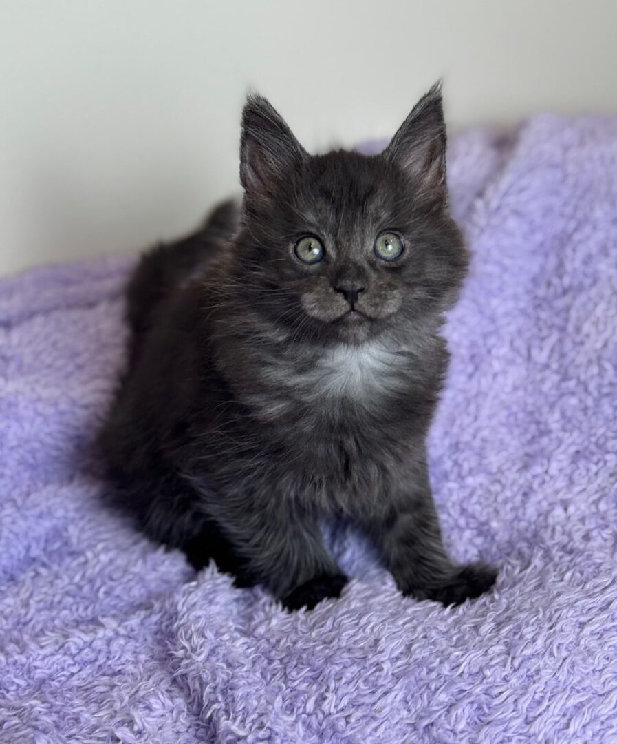 Fluffy black kitten sitting on purple blanket.