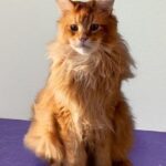 Fluffy long-haired ginger cat sitting