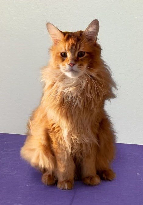 Fluffy long-haired ginger cat sitting