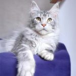 Gray Maine Coon cat on purple blanket.