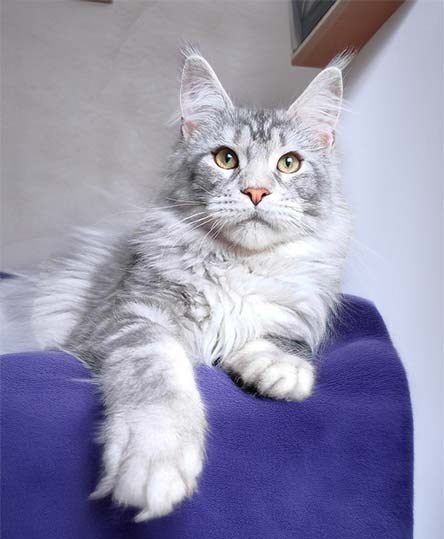 Gray Maine Coon cat on purple blanket.