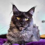 Cat with striking yellow eyes on blanket.