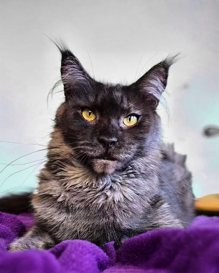 Cat with striking yellow eyes on blanket.