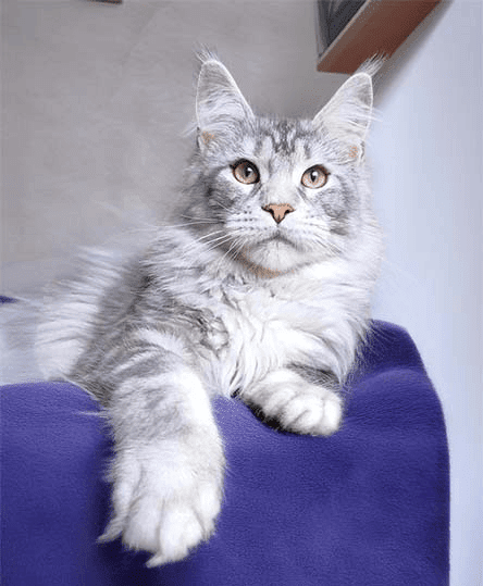 A fluffy silver tabby cat lounging with one paw extended.