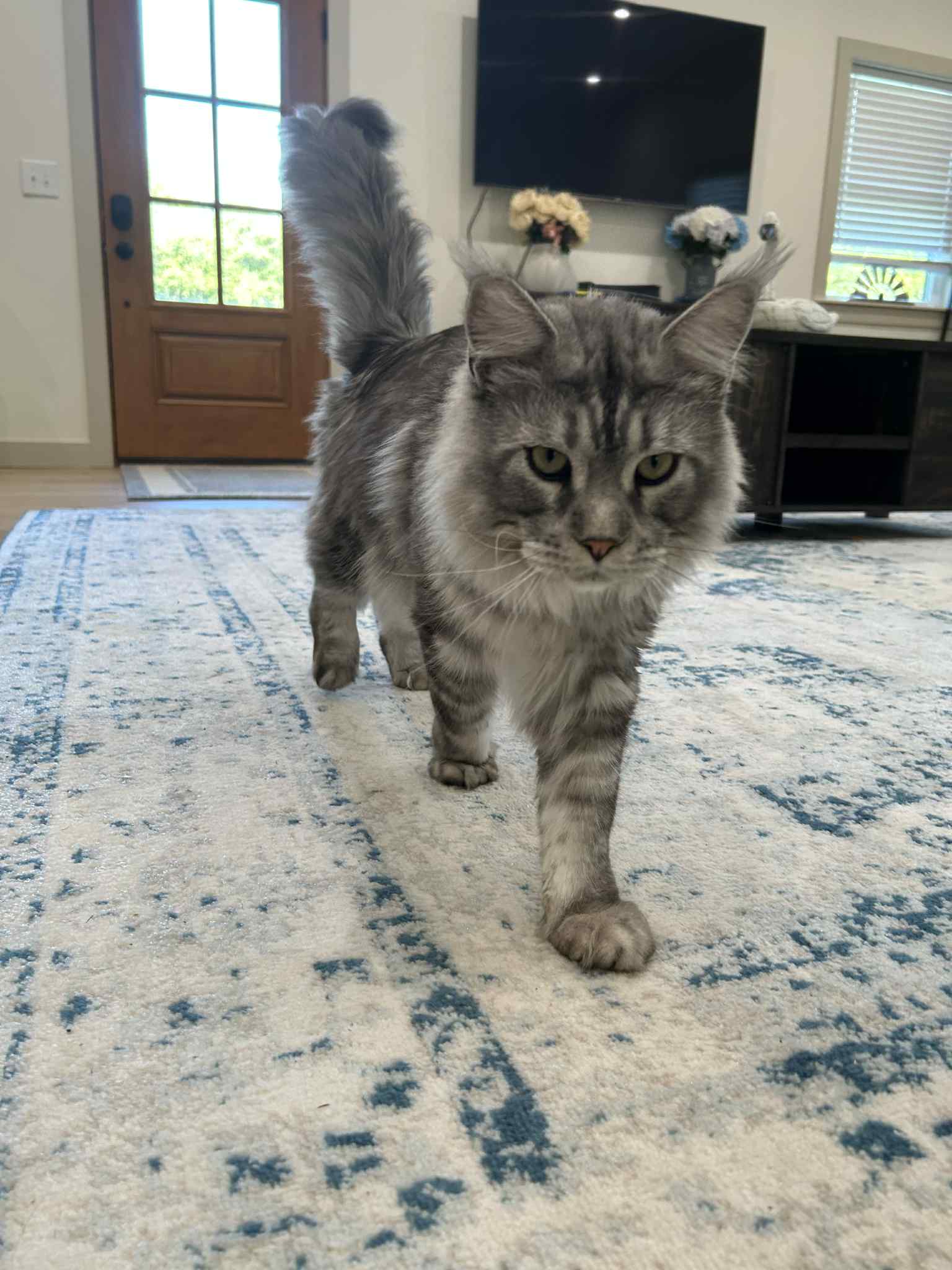 Gray cat walking confidently on a patterned rug indoors.