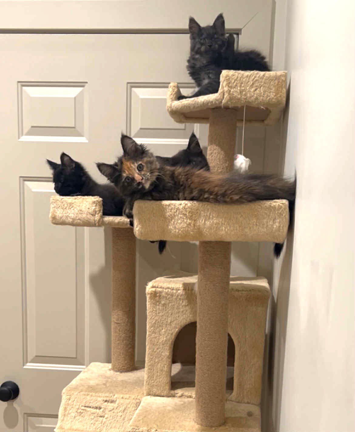 Two cats lounging on a beige cat tree in a cozy room.