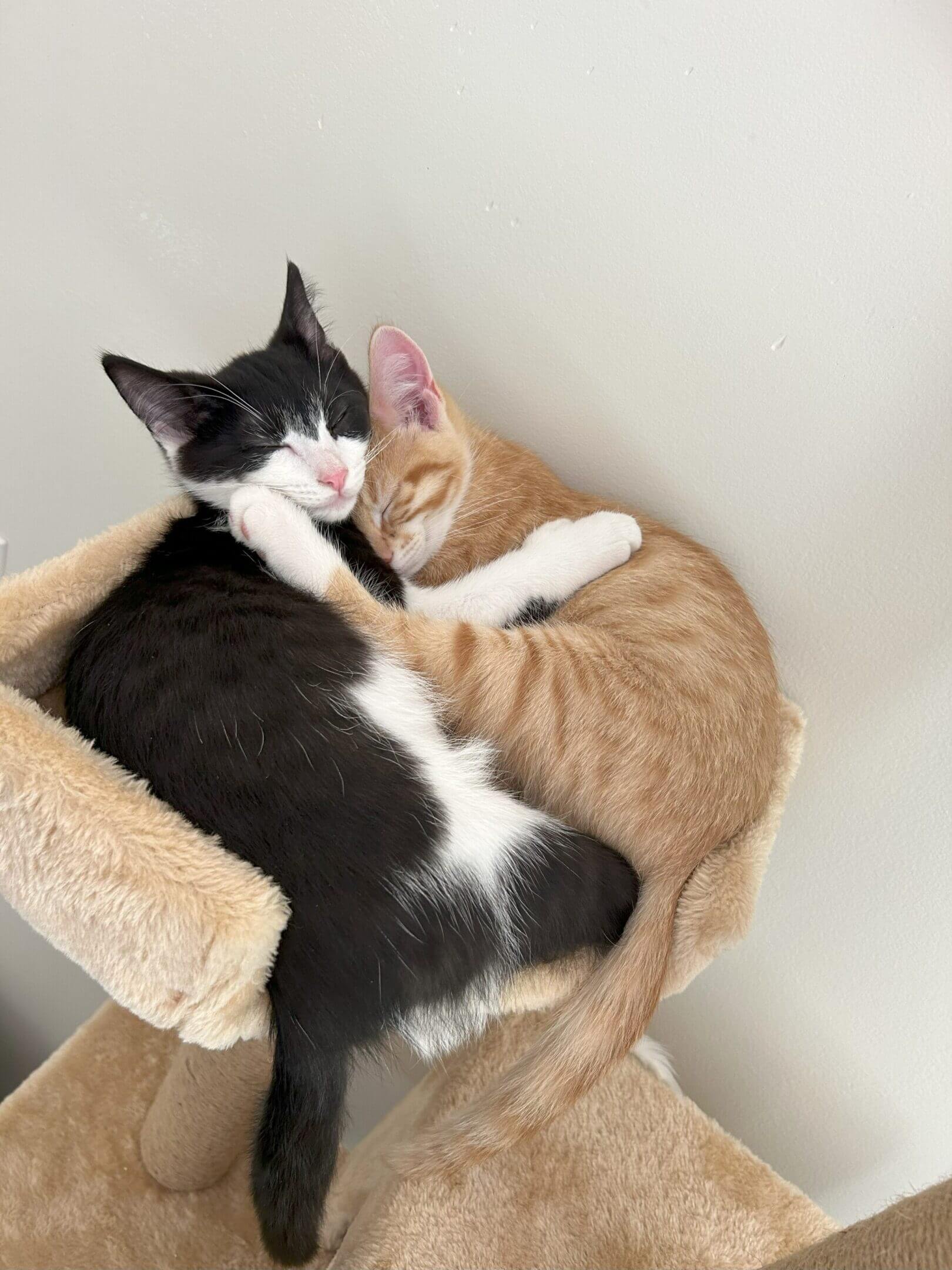 Two cats cuddled together in a cozy bed.