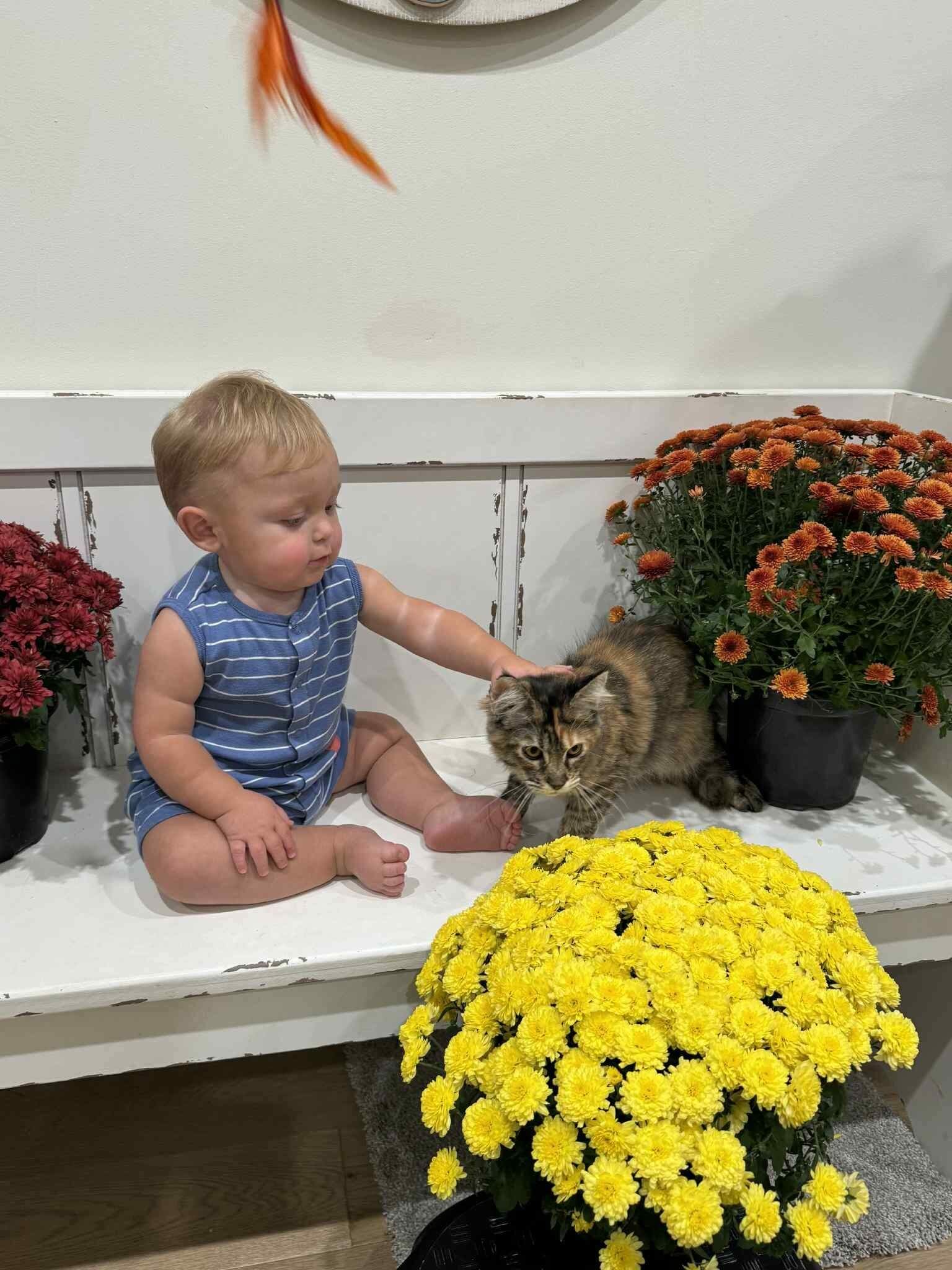 A toddler in blue overalls gently pets a cat on a white bench surrounded by colorful flowers.