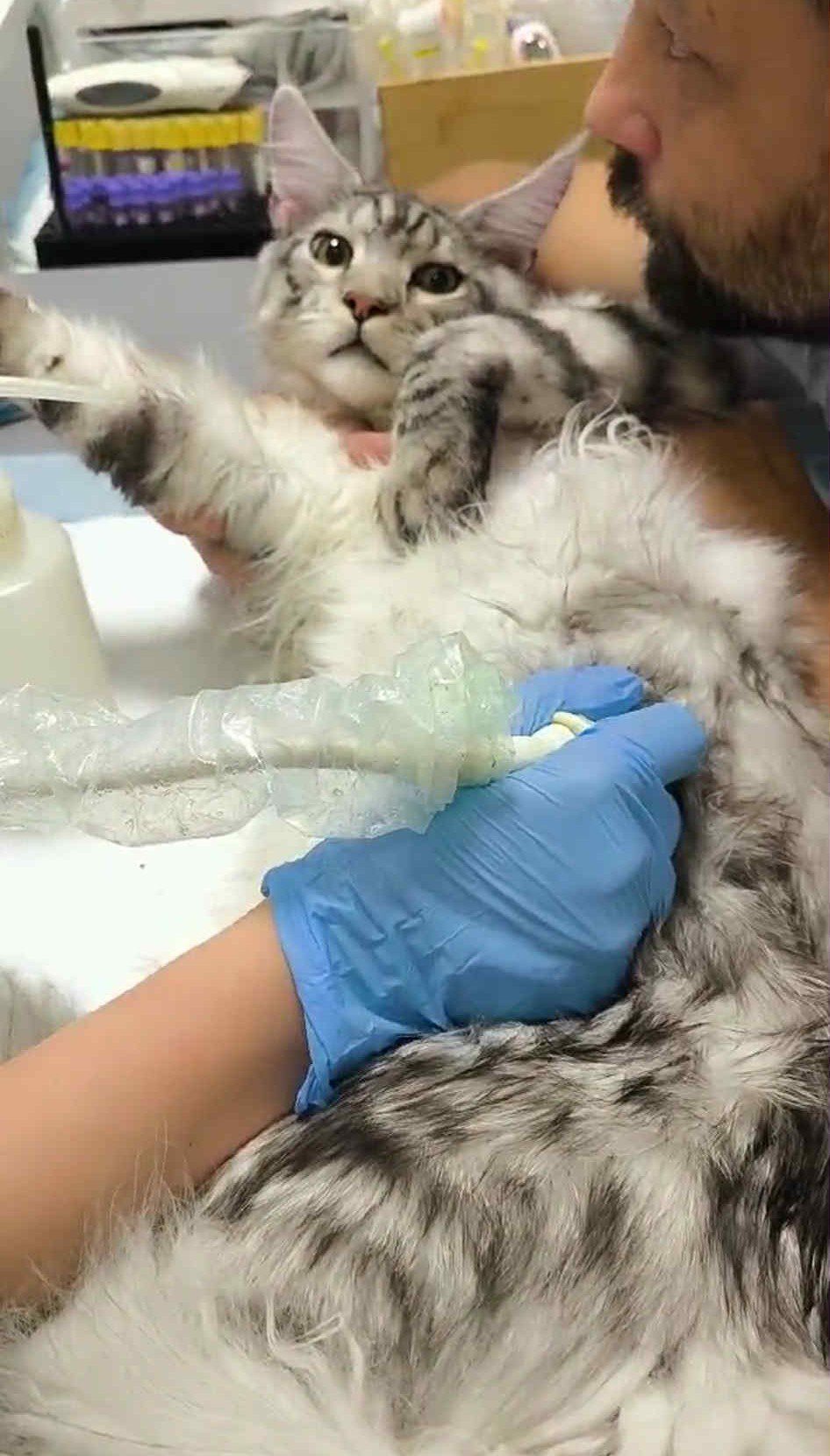 A kitten receives a medical injection while being gently held.