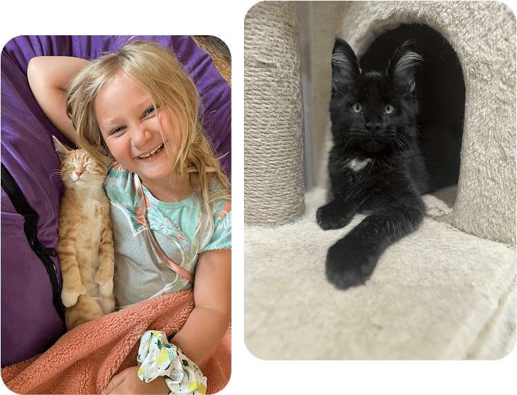A young girl smiling with a ginger cat.