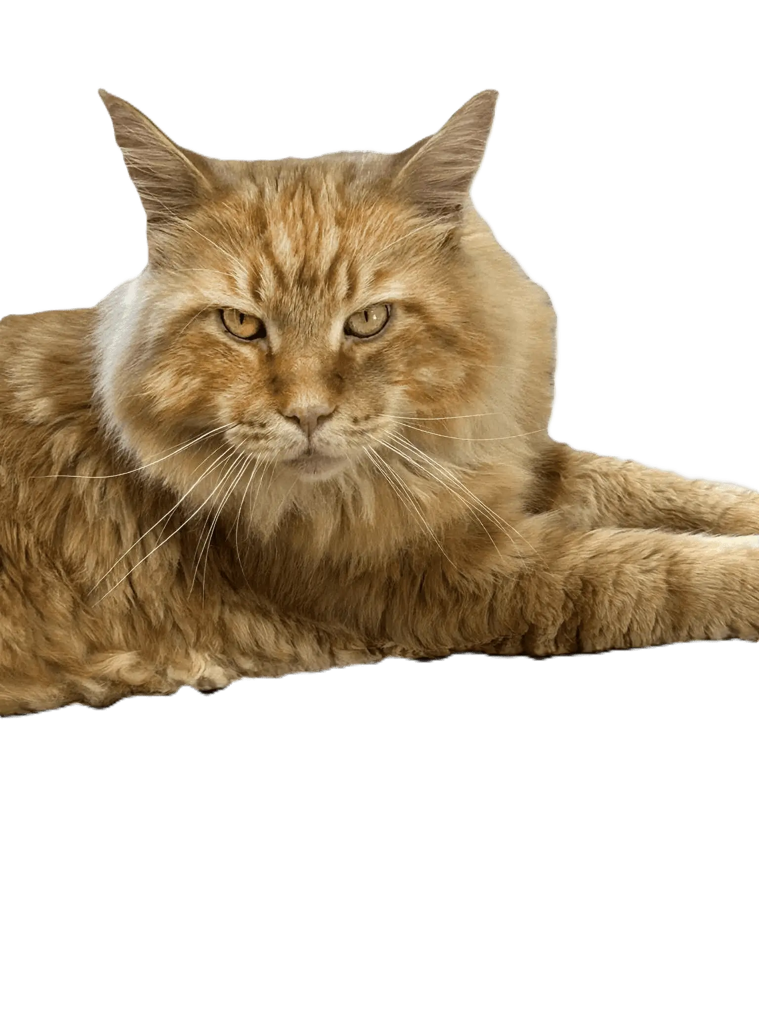 Close-up of a relaxed brown tabby cat lying down.