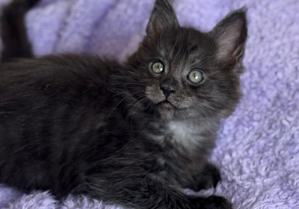 Fluffy black kitten on purple blanket.