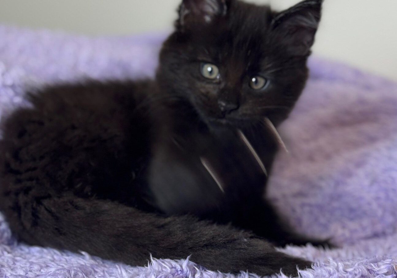 Black kitten sitting on purple blanket.