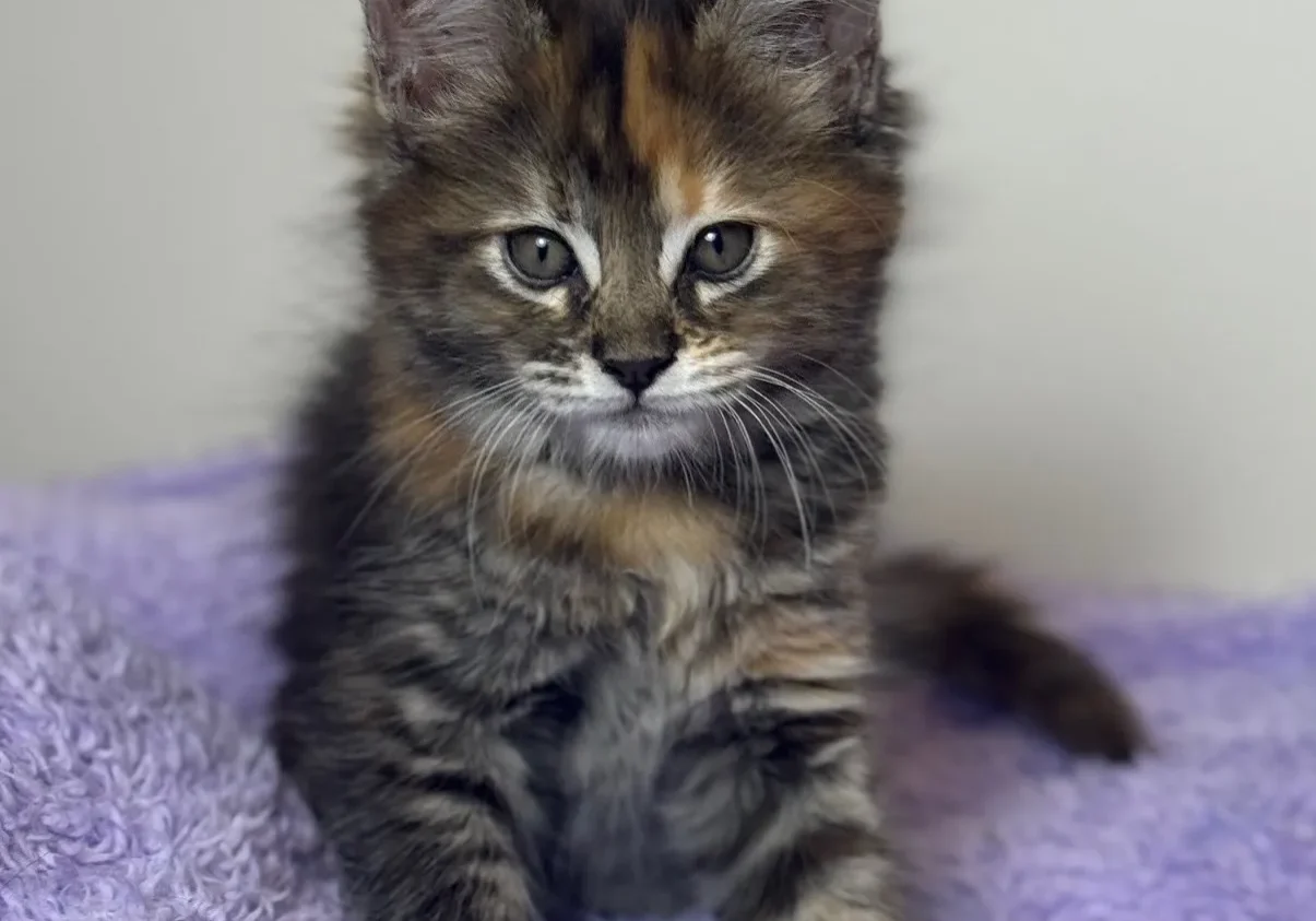 Fluffy kitten sitting on purple blanket.