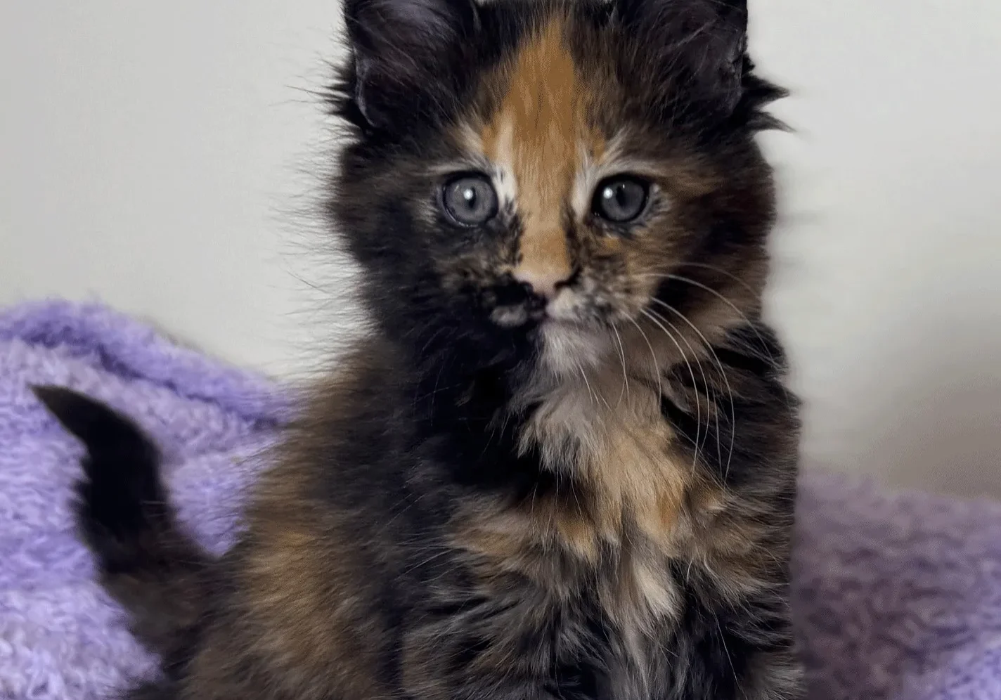 Curious tortoiseshell kitten on soft purple blanket