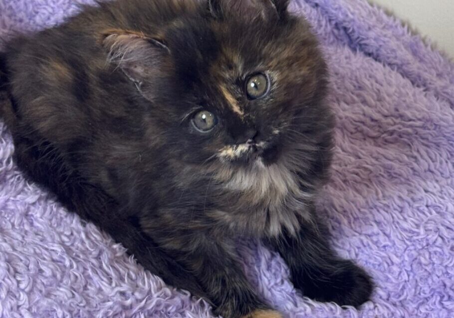 Fluffy kitten sitting on a purple blanket.