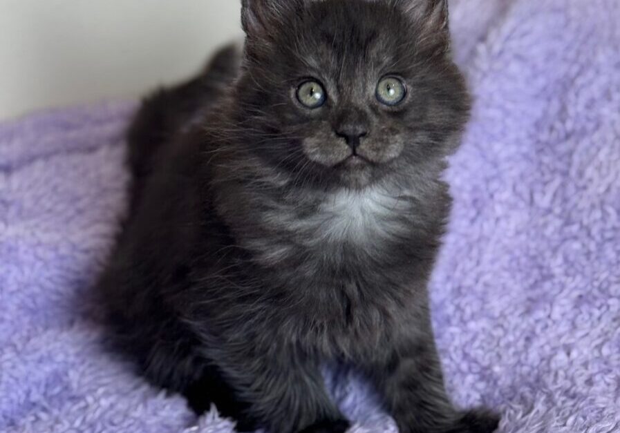 Fluffy black kitten sitting on purple blanket.